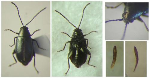 Réf. 254 704 : Phyllotreta nigripes