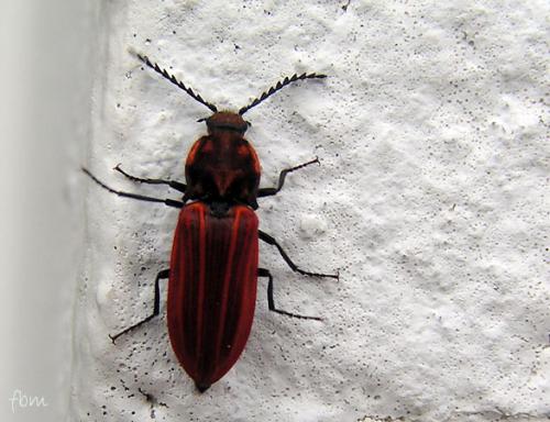 Réf. 254 459 : Anostirus sp.