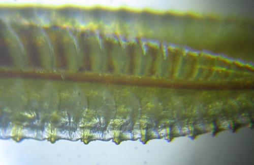 Rhogogaster scalaris