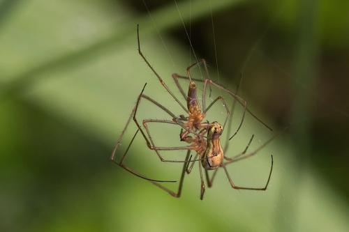 Tetragnatha sp.