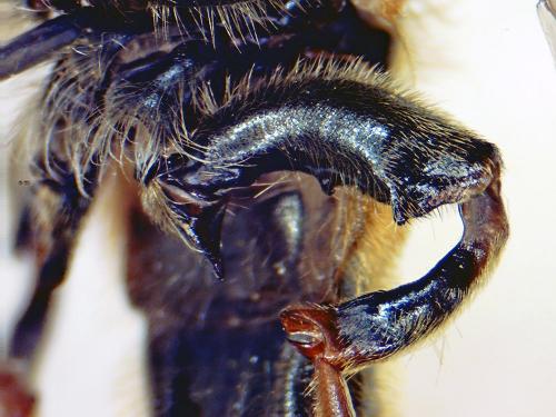 Merodon armipes