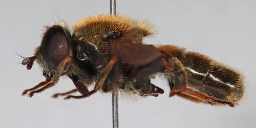 Merodon armipes
