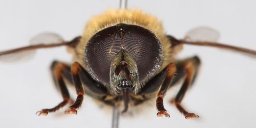 Réf. 254 413 : Merodon armipes