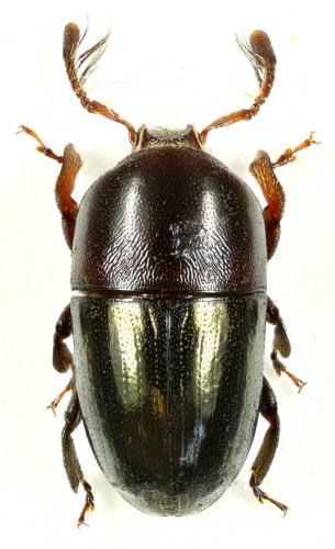 Camptocerus noel