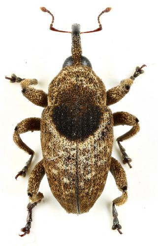 Réf. 254 983 : Cryptorhynchinae inconnu