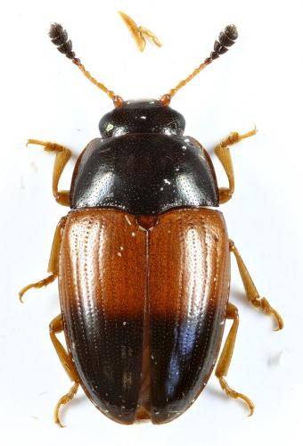 Réf. 254 320 : Mycotretus sp.