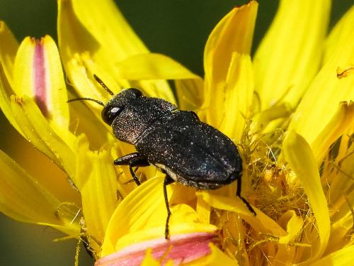 Réf. 254 144 : Anthaxia confusa