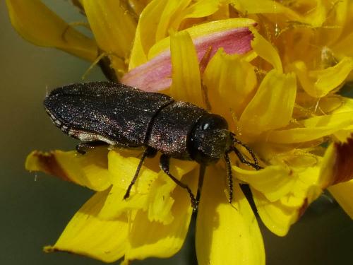 Réf. 254 145 : Anthaxia confusa