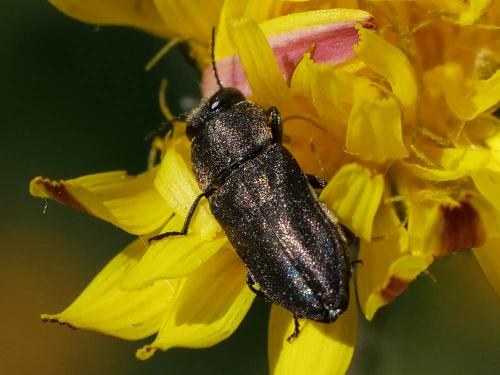 Réf. 254 146 : Anthaxia confusa
