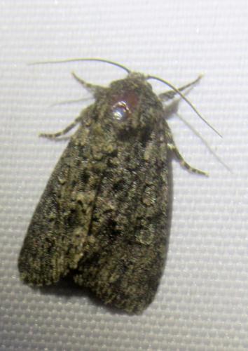 Réf. 254 824 : Acronicta sp.