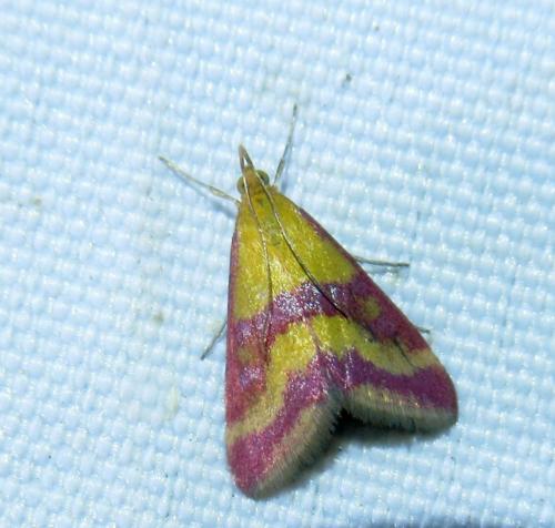 Réf. 254 032 : Pyrausta sanguinalis