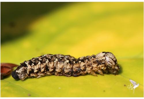 Griposia aprilina
