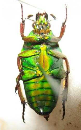 Tmesorrhina pilosipes