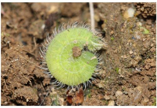 Maniola jurtina