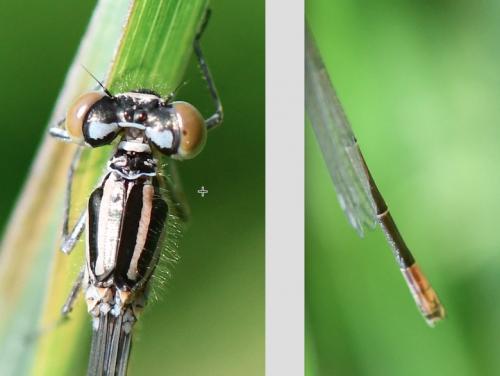Coenagrion puella