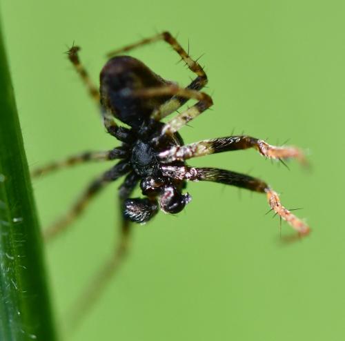 Gibbaranea bituberculata