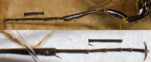 Réf. 254 748 : Cephinae inconnu