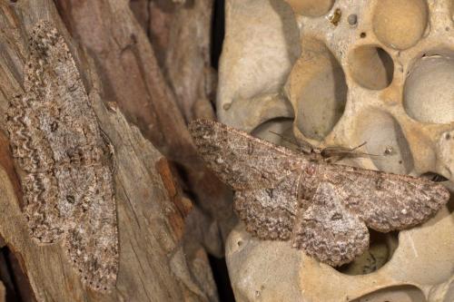 Réf. 254 058 : Hypomecis punctinalis