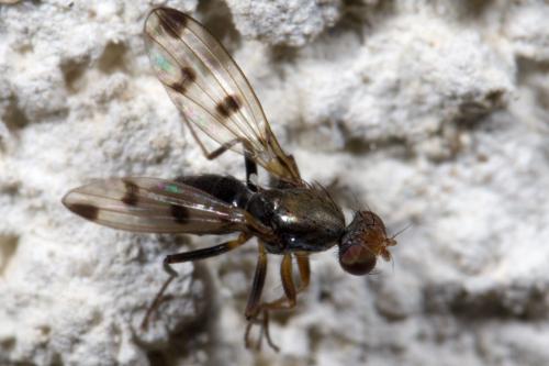 Réf. 254 507 : Geomyza tripunctata
