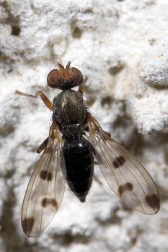 Geomyza tripunctata