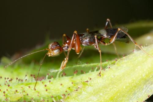 Dryinus sp.