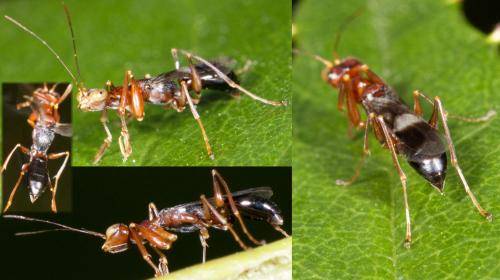 Dryinus sp.