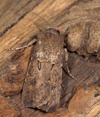 Réf. 254 787 : Agrotis segetum