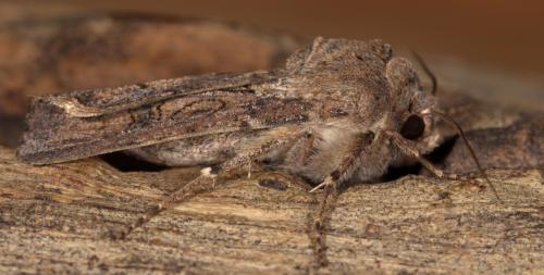 Réf. 254 788 : Agrotis segetum