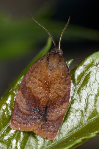 Cacoecimorpha pronubana