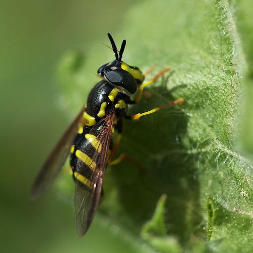 Réf. 254 105 : Chrysotoxum intermedium