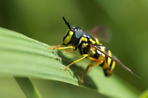 Réf. 254 106 : Chrysotoxum intermedium