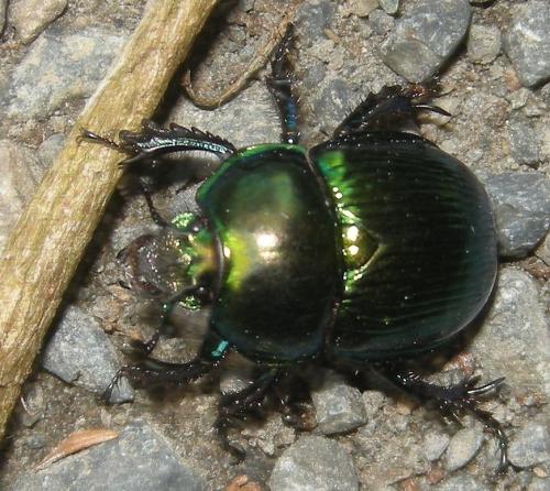Phelotrupes auratus