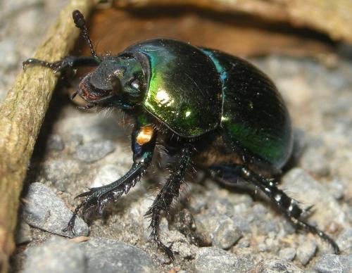 Phelotrupes auratus