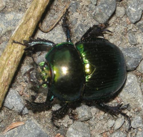 Phelotrupes auratus