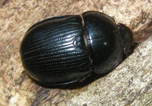 Phelotrupes auratus