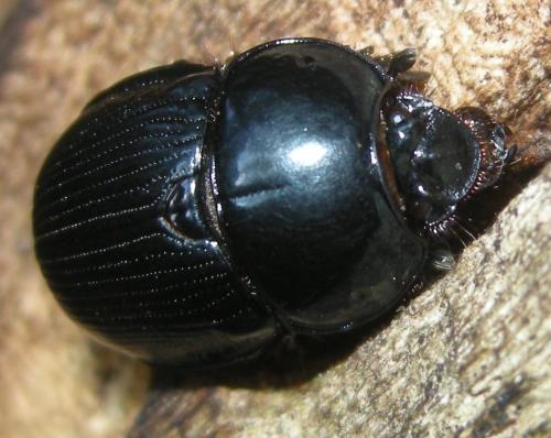 Phelotrupes auratus