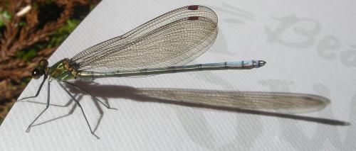 Mnais pruinosa