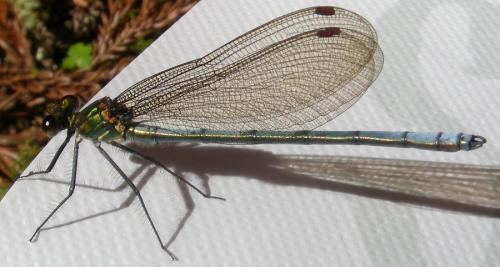 Réf. 254 918 : Mnais pruinosa