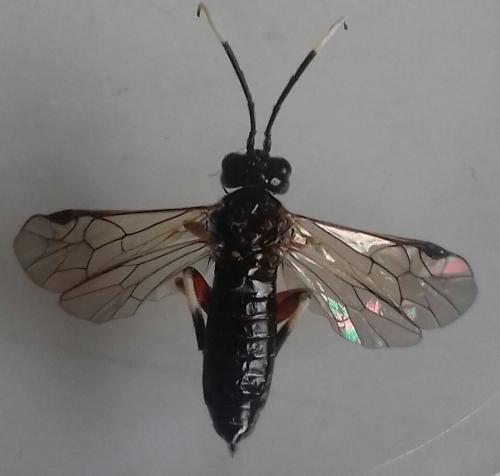 Réf. 254 815 : Apethymus serotinus