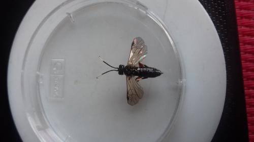Réf. 254 633 : Apethymus serotinus