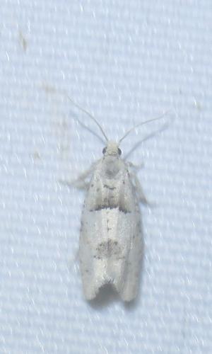Epinotia bilunana
