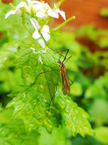 Nephrotoma flavescens