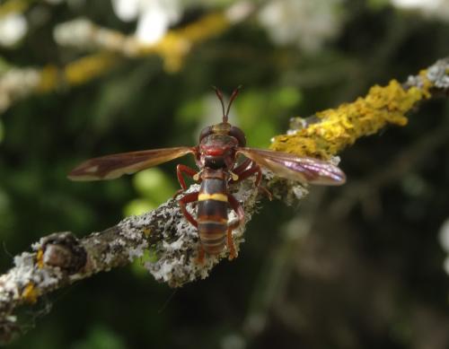 Réf. 254 074 : Conops vesicularis