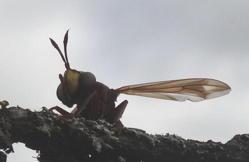 Conops vesicularis