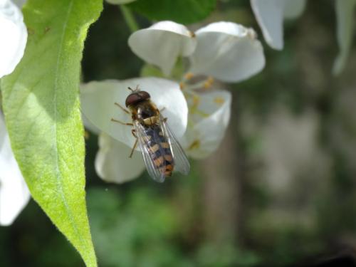 Epistrophella euchroma
