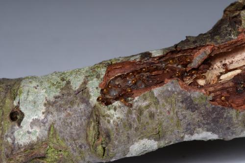 Réf. 254 110 : Temnothorax sp.