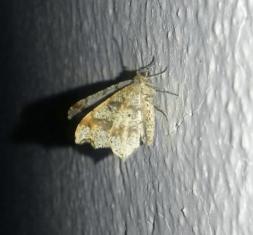 Réf. 254 050 : Macaria alternata
