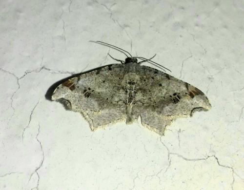 Réf. 254 049 : Macaria alternata
