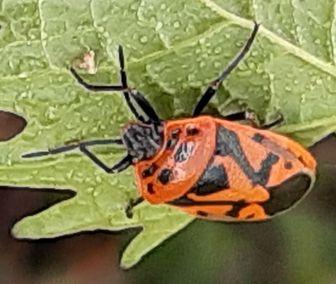 Réf. 254 042 : Eurydema ornata