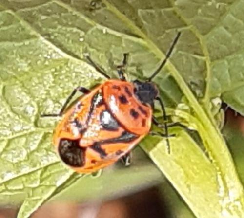 Réf. 254 040 : Eurydema ornata